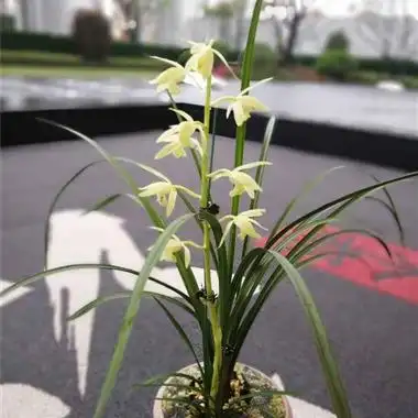 回蕙兰白花素心,白素