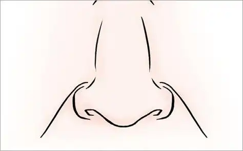 鼻子简笔画卡通彩色