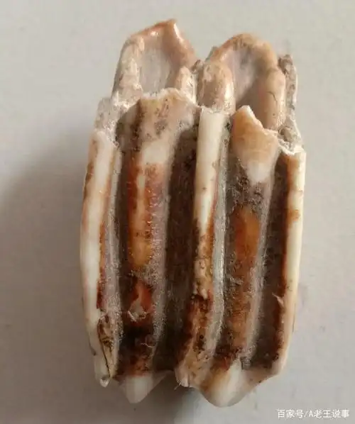 这就是一亿多万年前侏罗纪里的剑龙牙齿