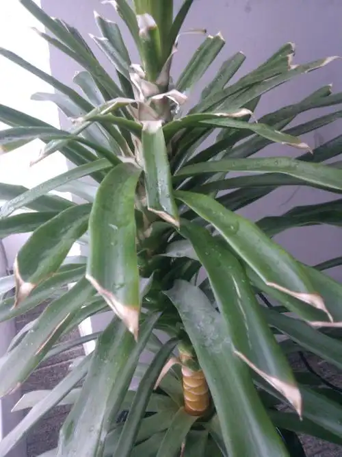 现在整个叶尖发黄,部分叶子整个发黄,我该怎么养护好它?请高手指点.