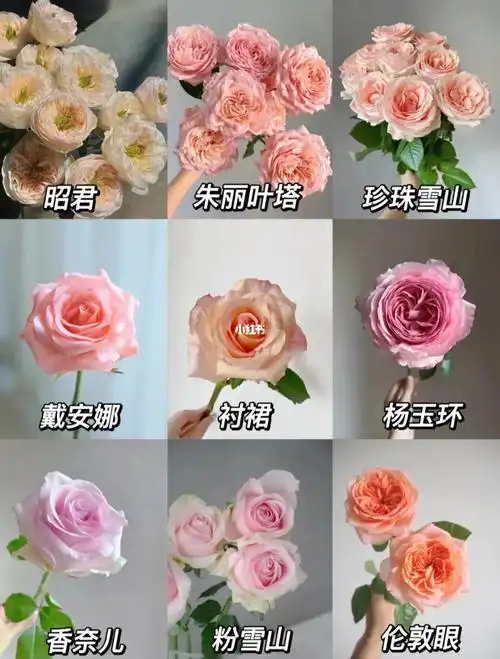 玫瑰品种图鉴粉色玫瑰系列一