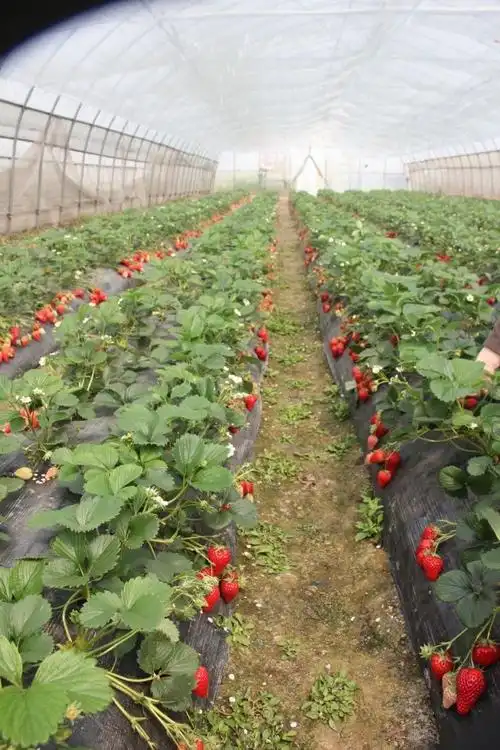 摘草莓.品尝一颗甜如蜜