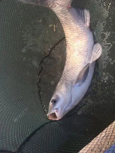 一个下午钓的鱼2条鱼