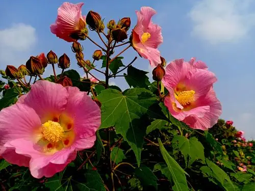 其它 芙蓉葵花的别样柔艳 写美篇摄影制作:冰圈(网