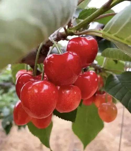 我的夏日美味灵感大连沙蜜豆樱桃