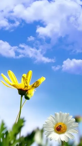 1200_2133竖版 竖屏