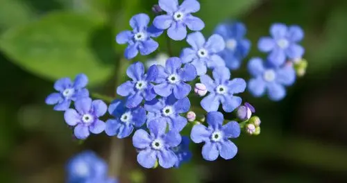 相思美花勿忘我唯美意境,图片大全,高清,图库-回车桌面