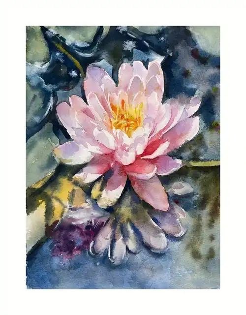 粉色睡莲写生
