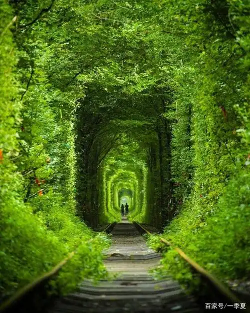 盘点10条全球最美树道