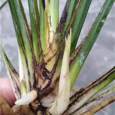 下山龙根送春心叶带艺黄素芽 - 中国兰花交易网