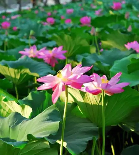 《夏天的美》 - 美篇