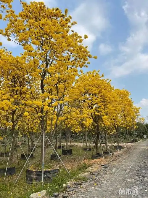 15公分黄花风铃木