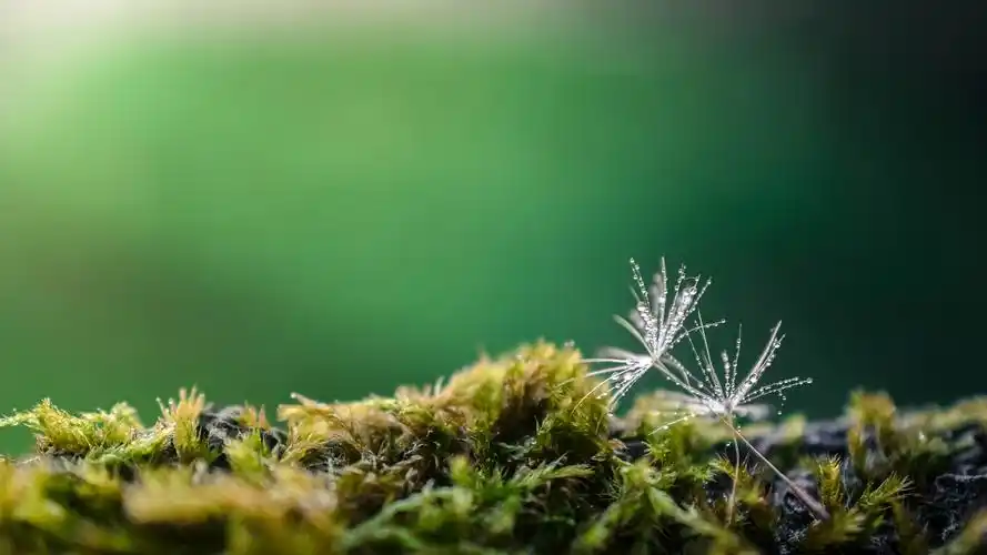 蒲公英绿色自然风景桌面壁纸