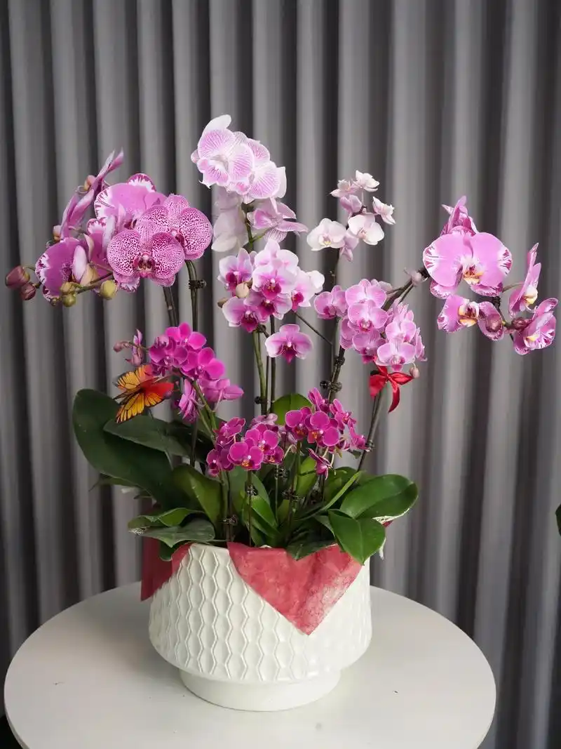 让家里多一点色彩|蝴蝶兰组盆设计.蝴蝶兰花语:谦谦君子 幽幽 - 抖音