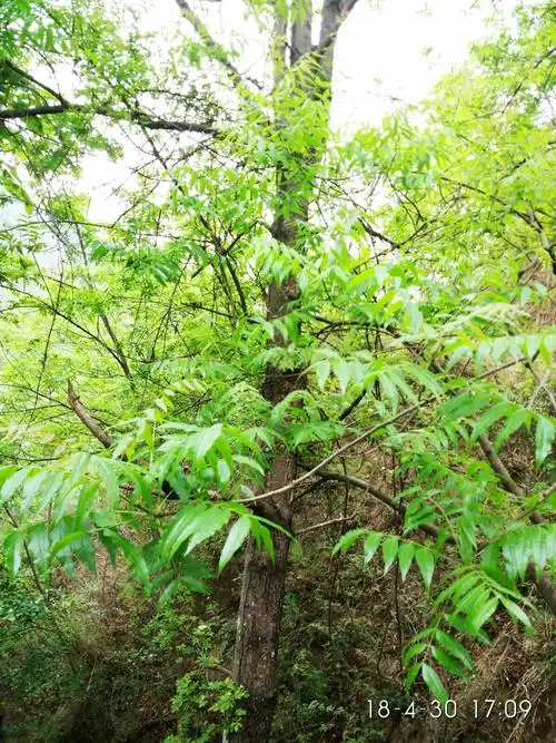 这种树叫黄连树.大概生长在33度°以南山区