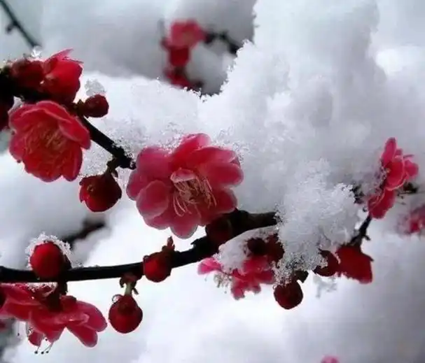 花中之魁——梅花