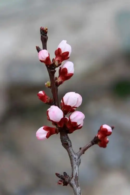 清晨,我拉开窗帘看见窗前的桃花树上有了花苞与桃花.