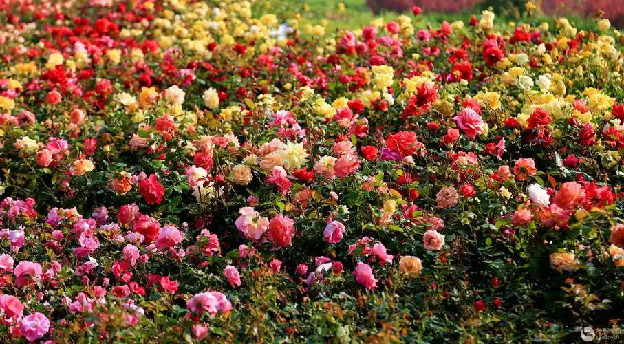 五彩缤纷月季花