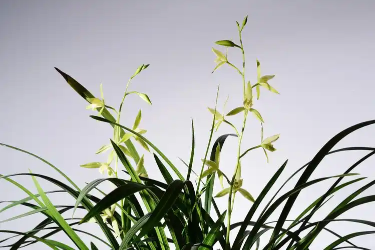 记载的植物总数的1/10,我们通常所说的兰花是狭义的兰花,特指中国兰花