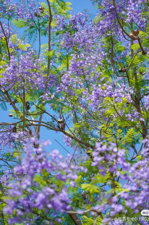 初夏限定丨南充蓝花楹正盛开,来开启一场梦幻之旅