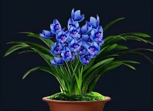 在家里面放上两盆蓝宝石兰花,就可以让家里的氛围变得很优雅.