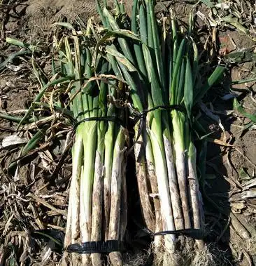 长白大葱 毛葱 3cm左右 40cm以上