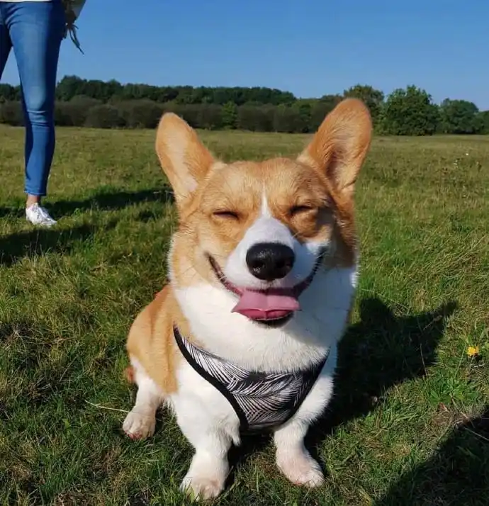 小柯基oliver,每天都笑容满面,超好治愈的,看得心情都好了