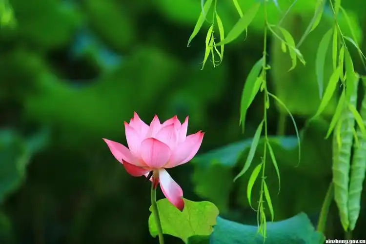 美图欣赏映日荷花别样红