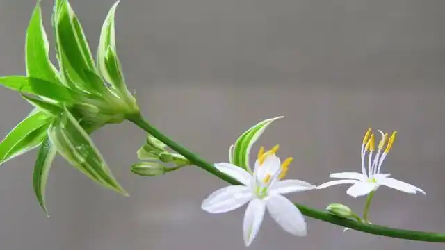 如何让吊兰开花,只要温度适宜,土壤肥沃,一年四季能开花