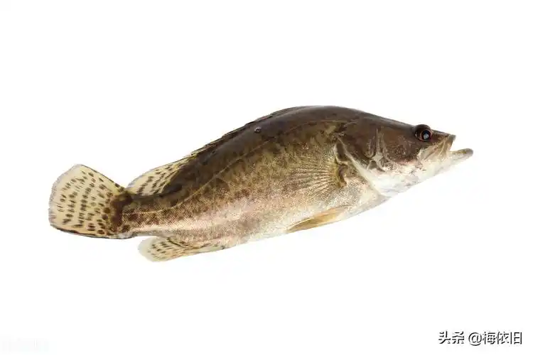 鱼是咱们餐桌上最多见的美食之一,可食用的淡水鱼以及海水鱼品种单一