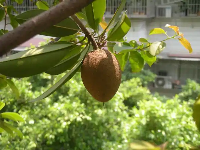 人参果 - 堆糖,美图壁纸兴趣社区