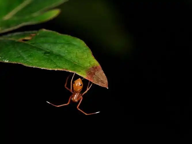 举起双手来大头蚁蟹蛛
