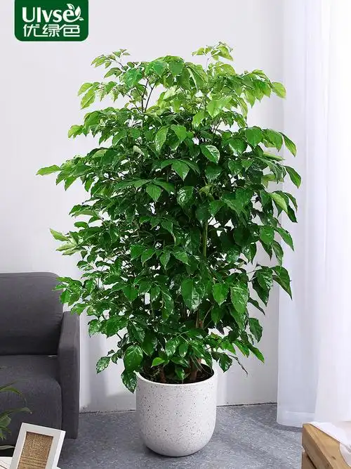 家庭花卉盆栽室内客厅