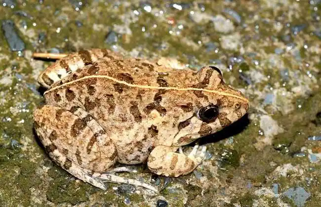 青蛙种类图片大全 - 农村致富 - 多肉天堂