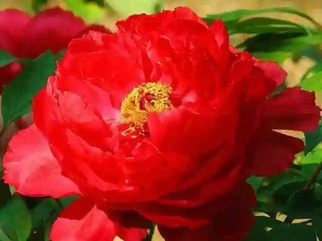 红牡丹花型宽厚的红花被称为百花之王花语是富贵