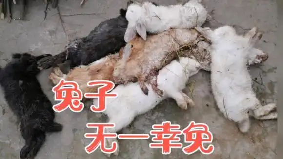 湖北襄阳:小伙家几十只兔子一夜之间全部死掉,情绪极度悲伤-三农视频
