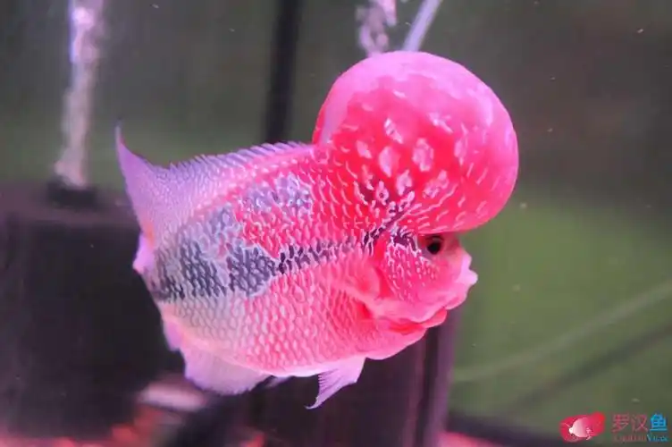 精美罗汉鱼图片分享