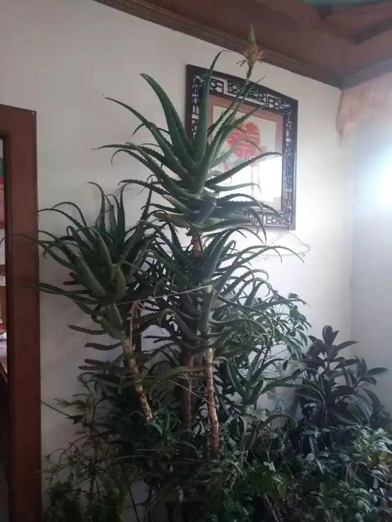 25年的芦荟长成胳膊粗大老桩年年开出吉祥花