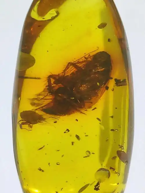 一只大蟑螂虫珀坠子