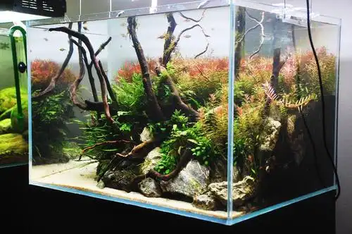 经典60cm草缸造景