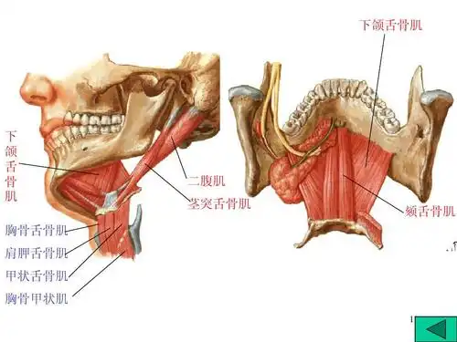 茎突舌骨肌 颏舌骨肌 胸骨舌骨肌 肩胛舌骨肌 甲状舌骨肌 胸骨甲状肌