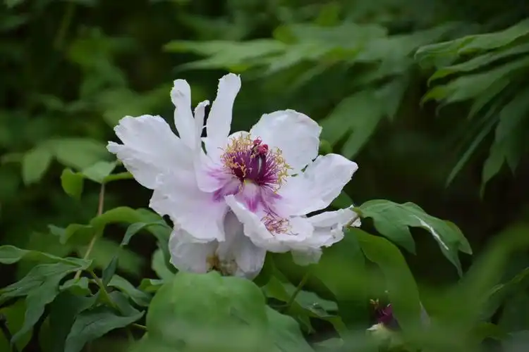 为寻找离我们最近的牡丹花