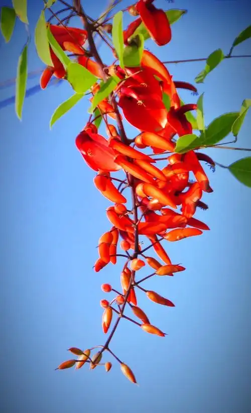 阿根廷的国花龙牙花