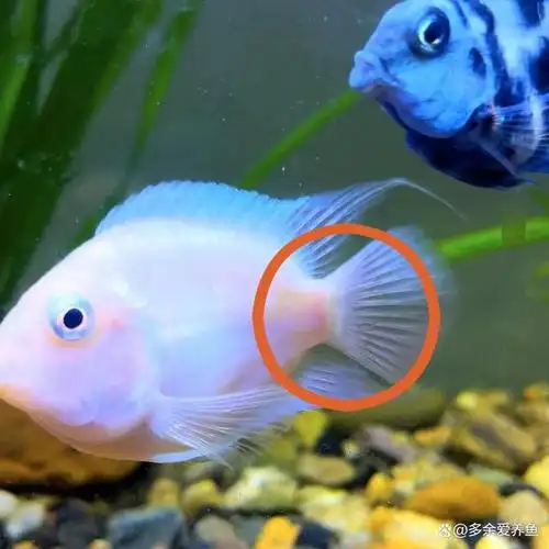 迷你鹦鹉鱼怎么快速分清公母,4不同,轻松分辨