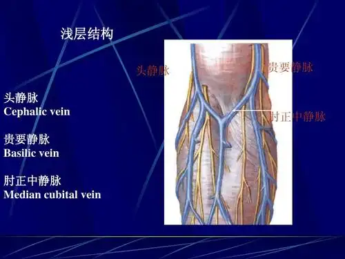 卫生 肘,腕,指部筋伤小针刀治疗ppt 浅层结构 头静脉 头静脉 cephalic