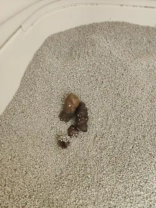 讨论猫屎一部分黑色一部分黄白色是正常的吗