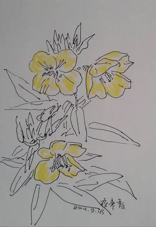 夜来香卡通简笔画