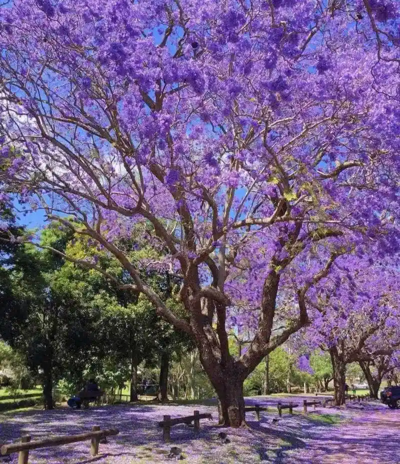grafton|梦幻紫色笼罩的蓝花楹小镇|||[星r]每年的十一月,种植了6500