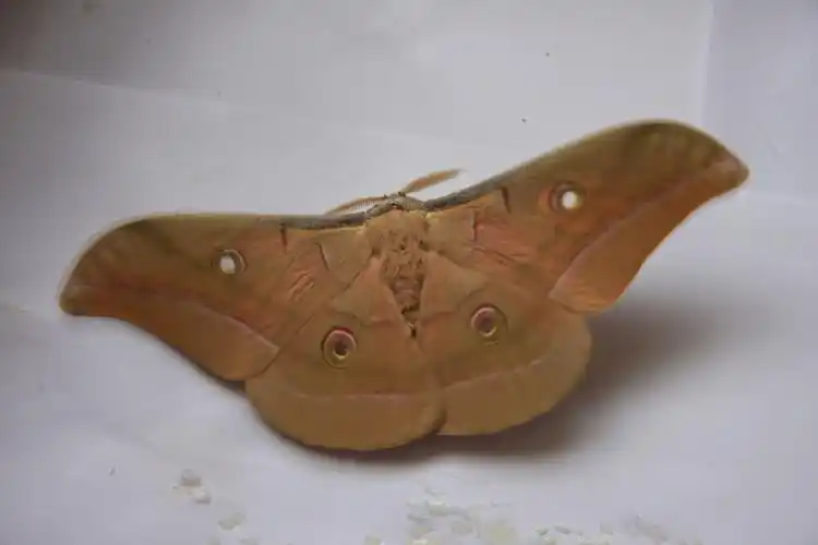 有谁知道这是那种蚕蛹变成的蛾子?