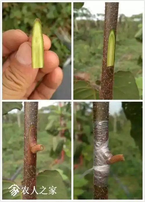 又到猕猴桃嫁接季!说一说猕猴桃嫁接点